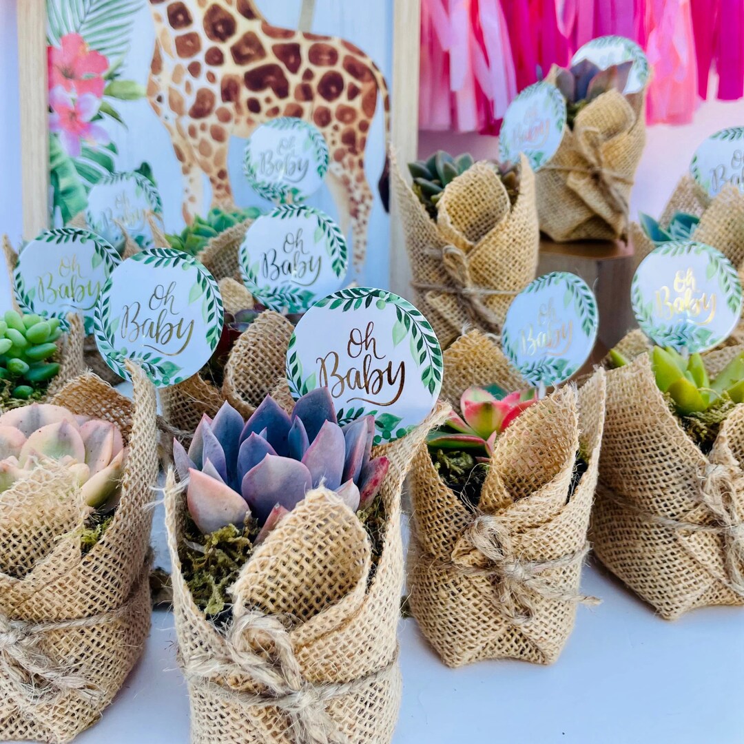 Oh Baby! Live Succulent Baby Shower Favors MakerPlace by Michaels